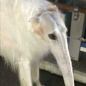 Meet your Posher, Frankie